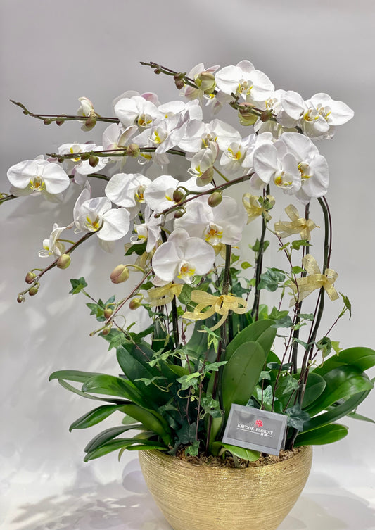 CO 1048 大蝴蝶蘭