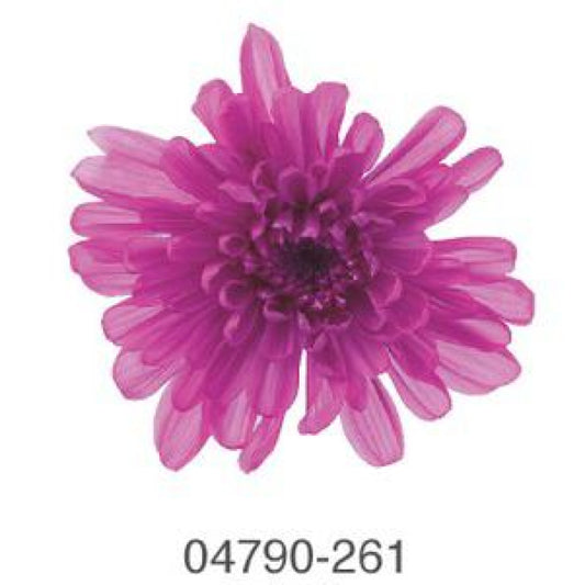 EarthMatters 0479-0-261菊花永生花花材