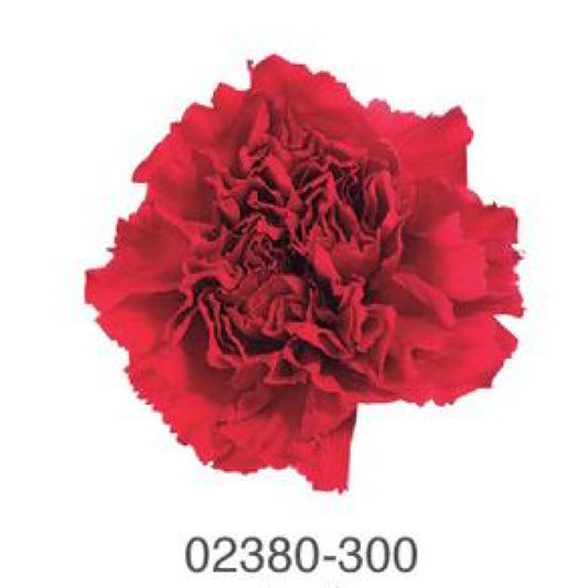 EarthMatters 0238-0-300康乃馨永生花花材