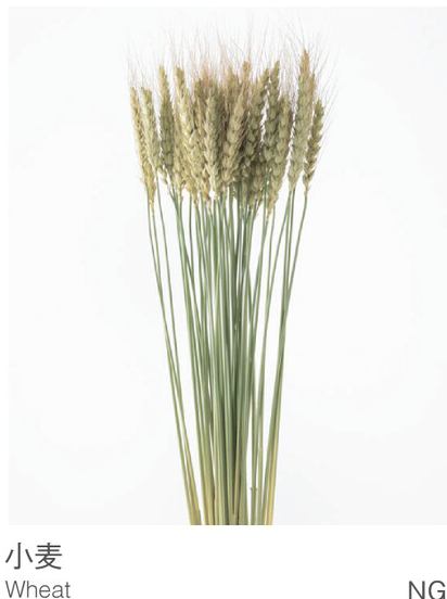 EarthMatters 50080-020小麥永生葉材