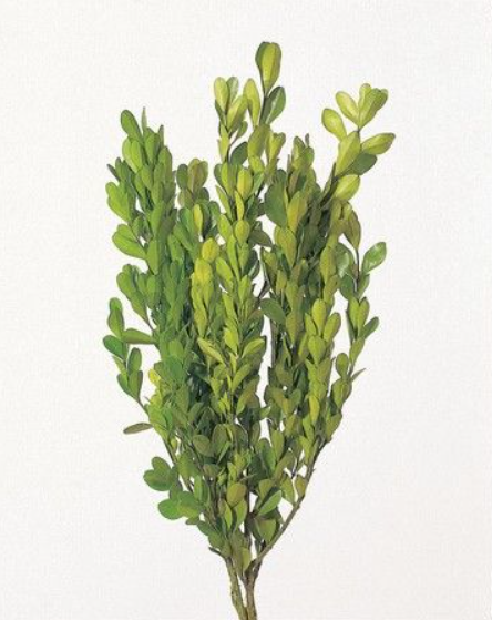 EarthMatters 01590-700黃楊木永生葉材