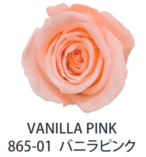 Primavera 86501玫瑰永生花花材