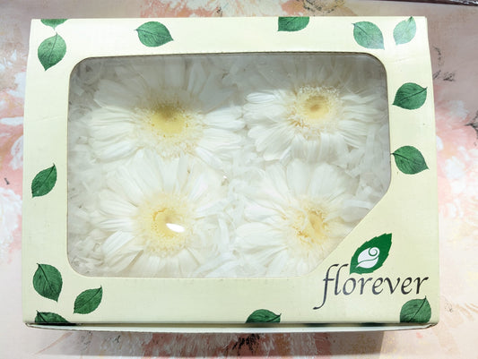 Florever FL480-01非洲菊永生花花材