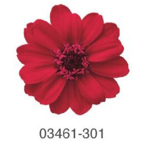 EarthMatters 0346-1-301百日菊永生花花材