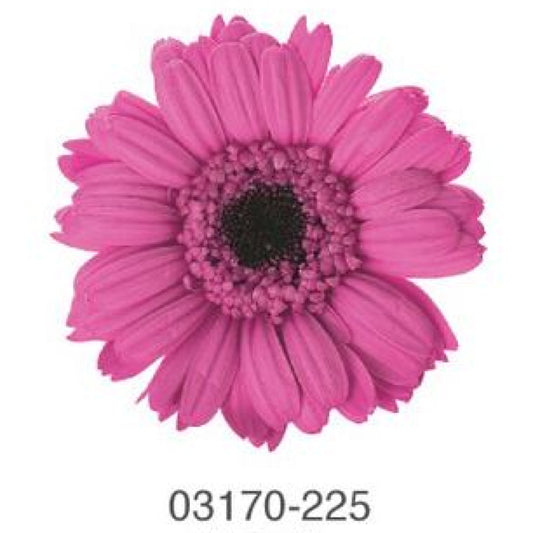 EarthMatters 0317-0-225非洲菊永生花花材