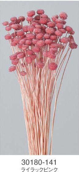 EarthMatters 30180-141 迷你鈕扣菊永生花材