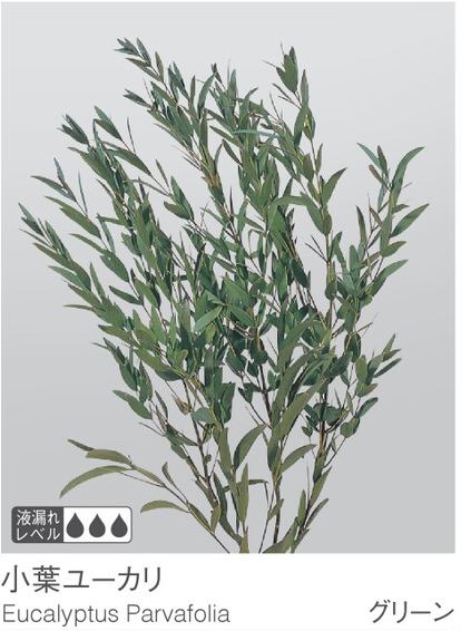 EarthMatters 01790-700小尖葉尤嘉利永生葉材