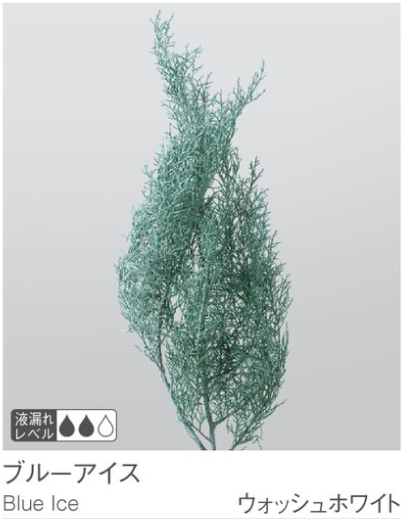 EarthMatters 01260-012藍冰柏永生葉材