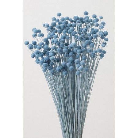 EarthMatters 30150-621 迷你鈕扣菊永生花材