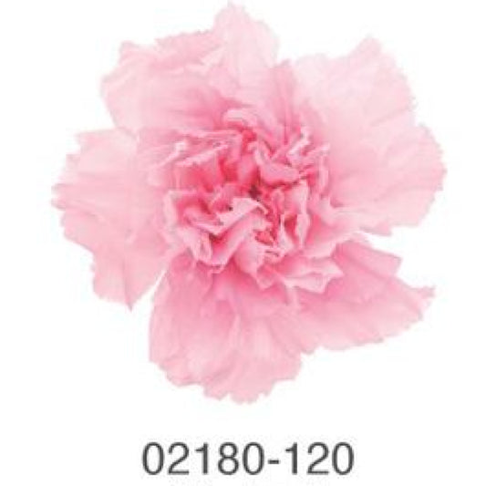 EarthMatters 0218-0-120康乃馨花永生花花材