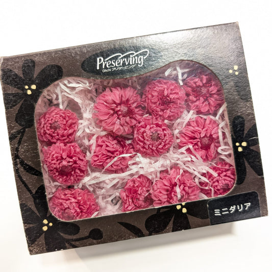 EarthMatters 0467-1-221菊花永生花花材