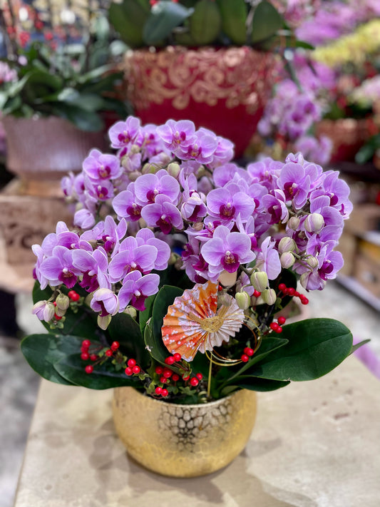 CO 1029 小蝴蝶蘭