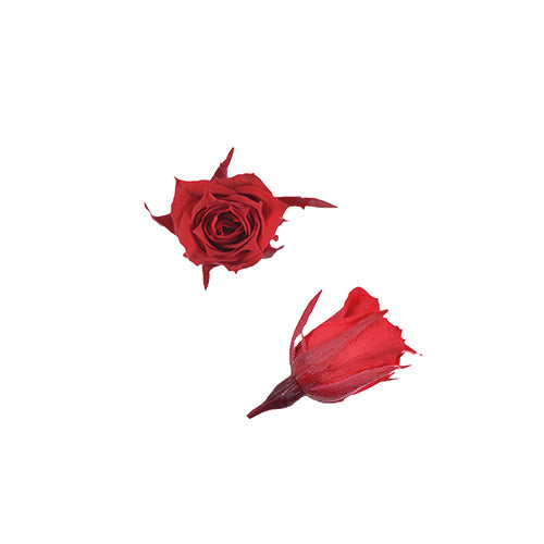 Florever FL060-05小玫瑰永生花花材