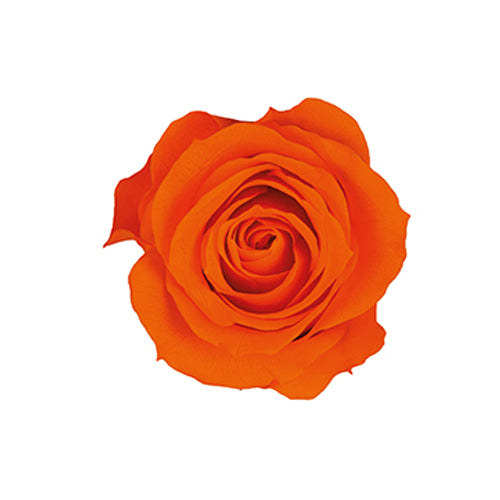 Florever FL070-29玫瑰永生花花材