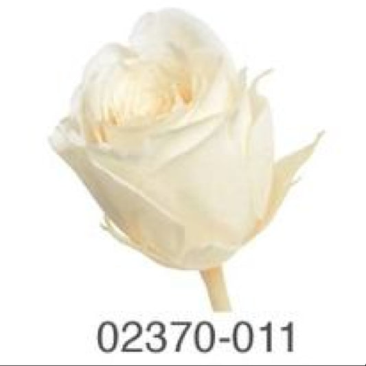 EarthMatters 0237-0-011玫瑰永生花花材