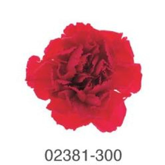 EarthMatters 0238-1-300迷你康乃馨永生花花材