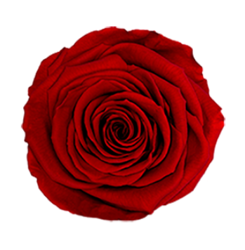 RoseAmor XLRED-02玫瑰永生花花材