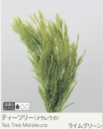 EarthMatters 01250-721茶樹葉永生葉材