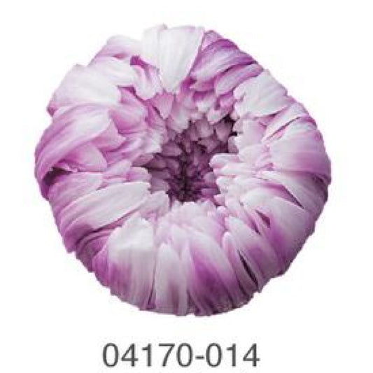 EarthMatters 0417-0-014菊花永生花花材