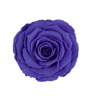 RoseAmor LVIO-01玫瑰永生花花材