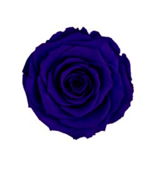 RoseAmor LBLUE-03玫瑰永生花花材