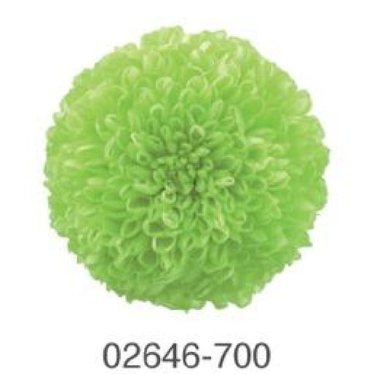 EarthMatters 0264-6-700乒乓菊永生花花材