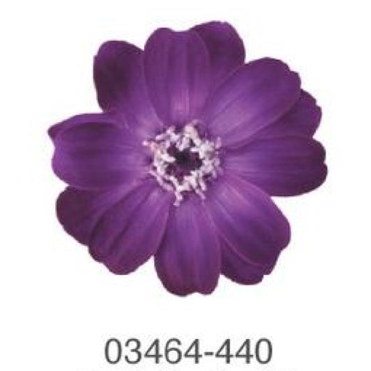 EarthMatters 0346-4-440百日菊永生花花材