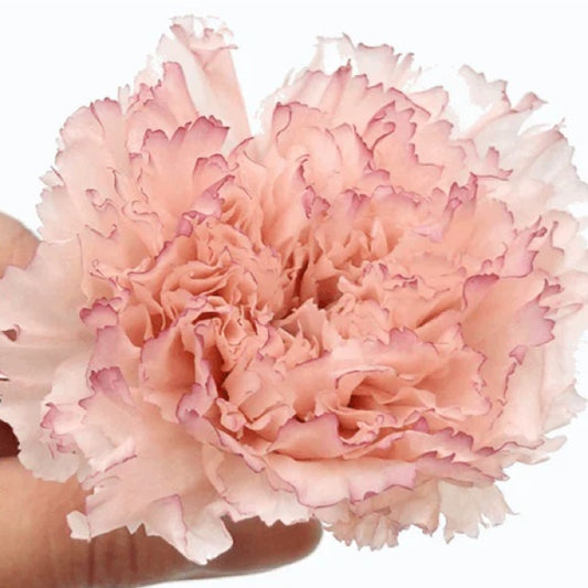 EarthMatters 0238-3-025康乃馨永生花花材