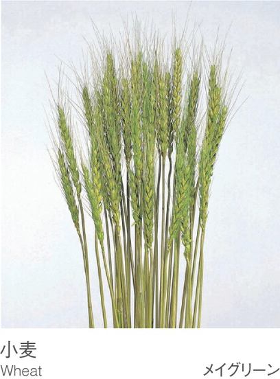 EarthMatters 50080-770小麥永生葉材