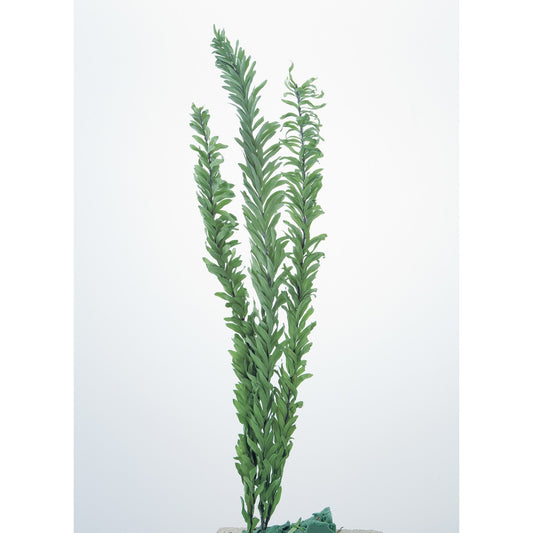 EarthMatters 00320-722相思樹永生葉材