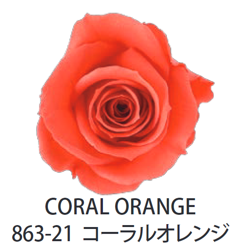 Primavera 86321玫瑰永生花花材