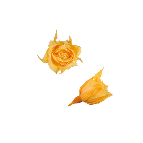 Florever FL060-02小玫瑰永生花花材