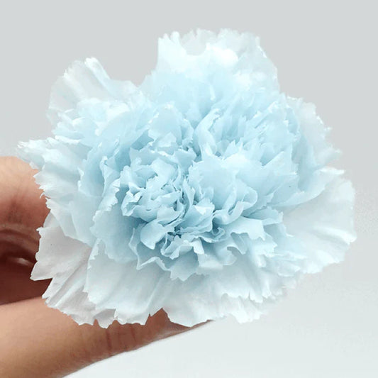 EarthMatters 0238-0-621康乃馨永生花花材