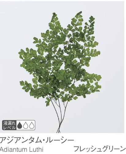 EarthMatters 03750-731鐵線蕨永生葉材