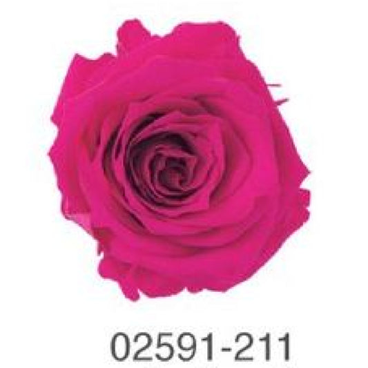 EarthMatters 0259-1-211玫瑰永生花花材