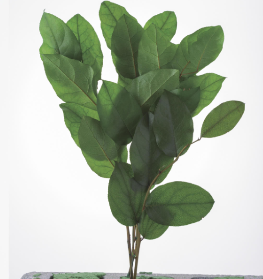 EarthMatters 01853-700檸檬葉永生葉材