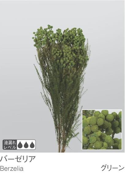 EarthMatters 03100-700小綠果 ( 小足球) 永生葉材