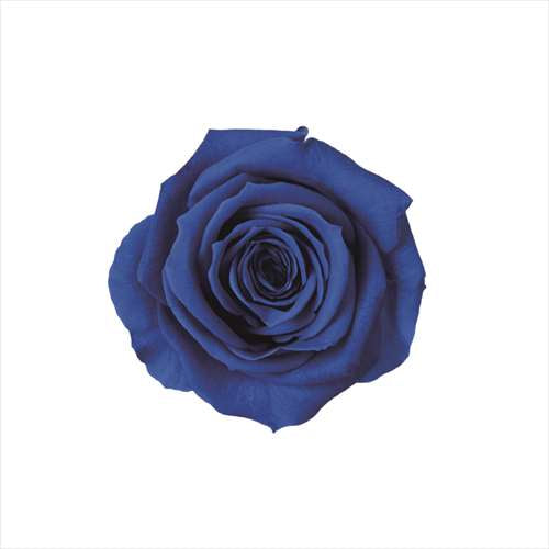 Florever FL070-12玫瑰永生花花材