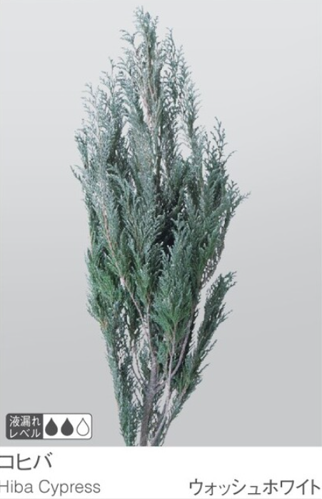 EarthMatters 01380-012日本雪松永生葉材