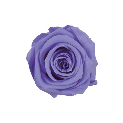 Florever FL0300-89玫瑰永生花花材