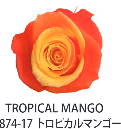 Primavera 87417玫瑰永生花花材