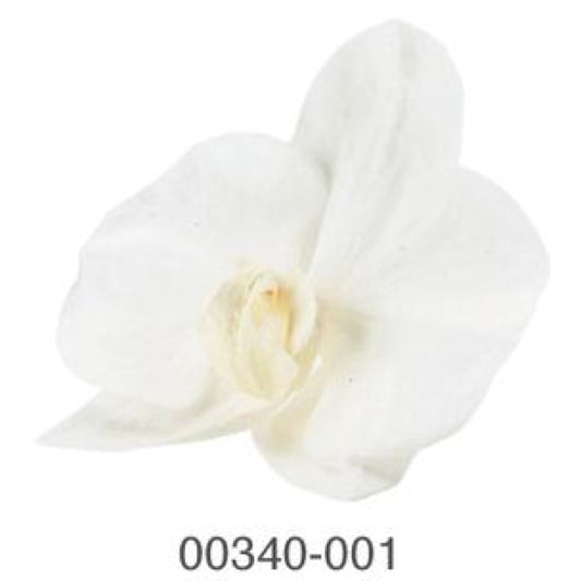 EarthMatters 0034-0-001蝴蝶蘭永生花花材
