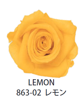 Primavera 86302玫瑰永生花花材