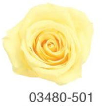 EarthMatters 0348-0-501玫瑰永生花花材