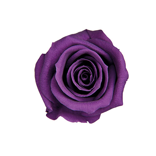 Florever FL070-18玫瑰永生花花材