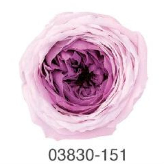 EarthMatters 0383-0-151庭園玫瑰永生花花材