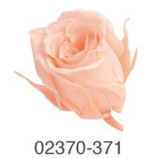 EarthMatters 0237-0-371玫瑰永生花花材