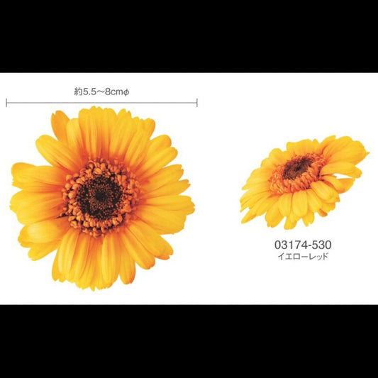 EarthMatters 0317-4-530非洲菊永生花花材