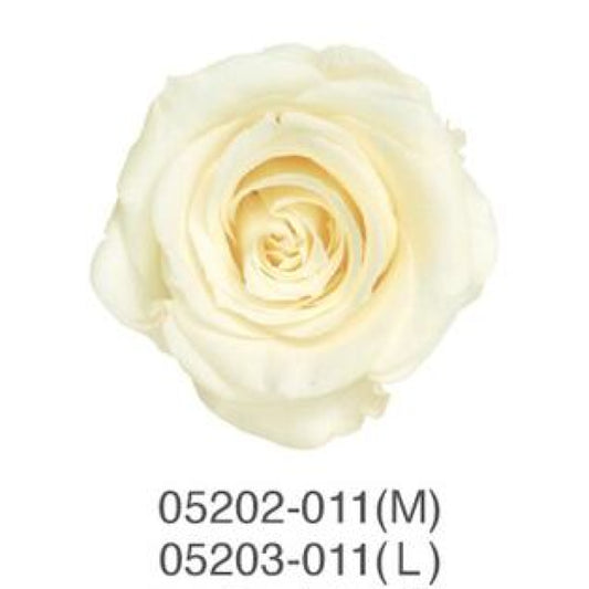 EarthMatters 0520-2-011玫瑰永生花花材