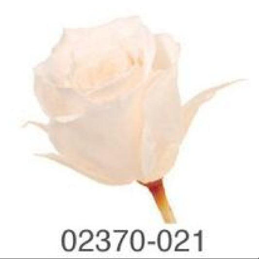 EarthMatters 0237-0-021玫瑰永生花花材